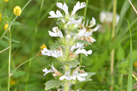 Ajuga genevensis